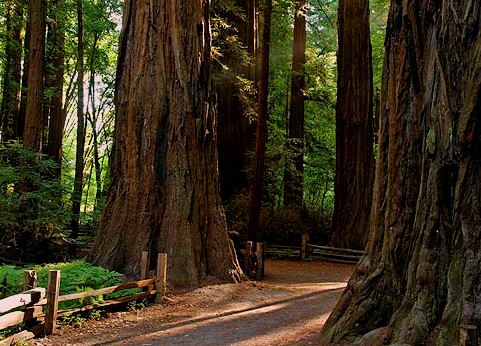 Henry Cowell Redwood Highway 1 California