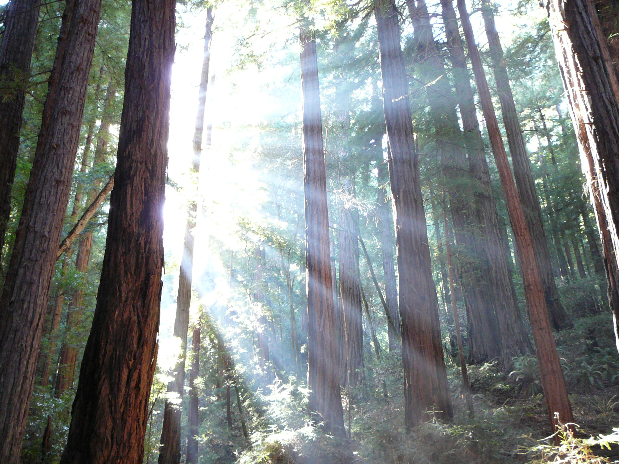 Humboldt Redwoods nasjonalpark California