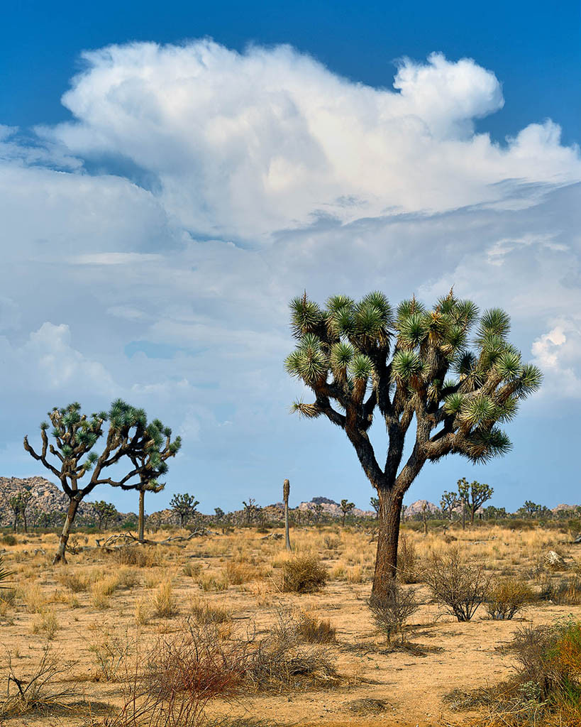 Joshua Trees California