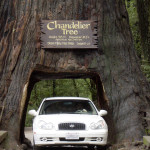 Redwood_Chandelier